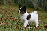 EPAGNEUL PAPILLON 091